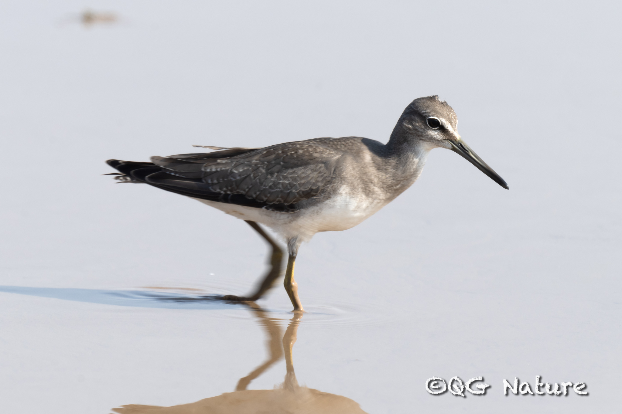 Grey-tailed Tattler