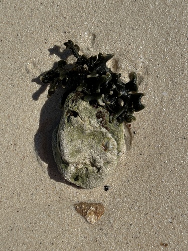 Codium taylorii observed 2024-03-21