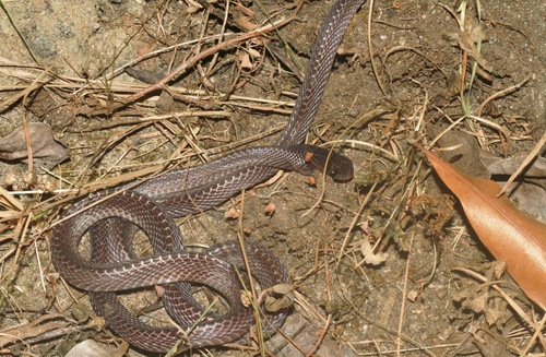 Photo of a Equatorial File Snake (Mehelya poensis)