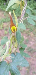 Aristolochia pentandra