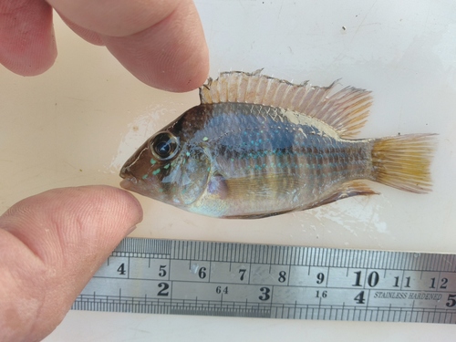 Sete Quedas-aardeter (Gymnogeophagus setequedas) — Cichlidae — 3