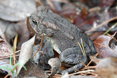 Anaxyrus americanus charlesmithi