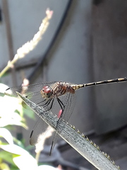 Dythemis