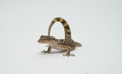 Guerreran Leaf-Toed Gecko photo 4