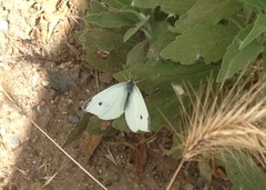Pieris rapae rapae