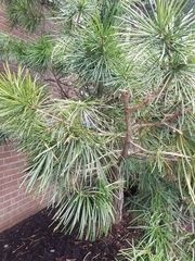 Sciadopitys verticillata