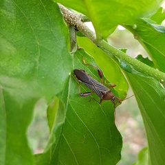 Grammopoecilus flavicornis