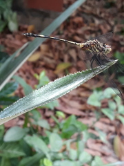 Dythemis