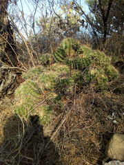 Ferocactus flavovirens