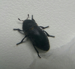 Dermestes laniarius