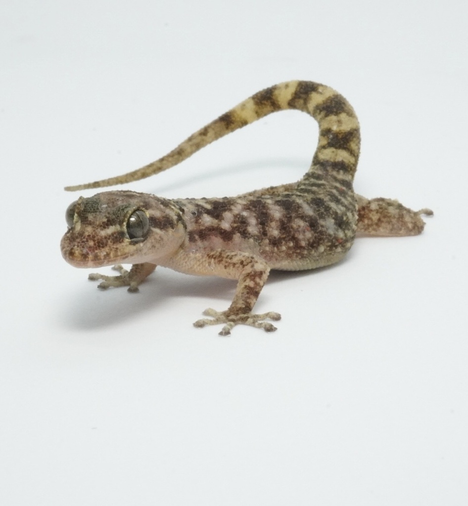 Guerreran Leaf-Toed Gecko
