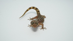 Guerreran Leaf-Toed Gecko photo 3