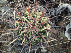 Ferocactus recurvus recurvus