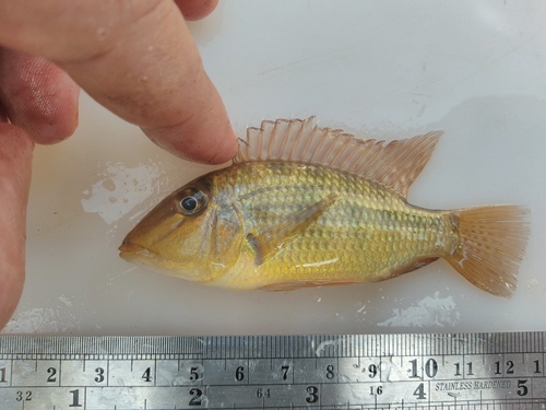 Pantanal eartheater (Satanoperca pappaterra) — Cichlidae — 3