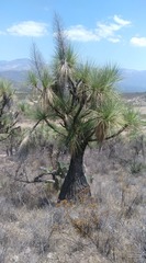 Beaucarnea