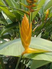 Heliconia librata