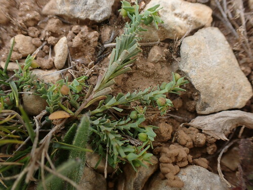 Euphorbia sulcata