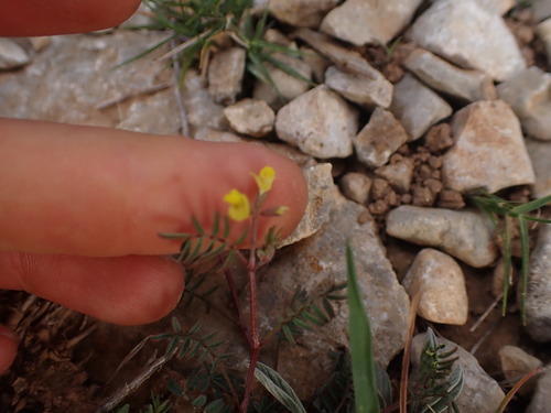 Image of Lesser Horseshoe-Vetch (Hippocrepis ciliata) by (c) Franck Cabot, some rights reserved (CC BY)