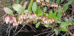 Lyonia lucida