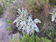 Hermas gigantea