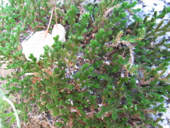 Selaginella eremophila