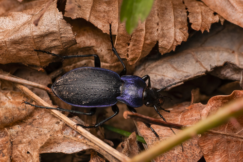 Rough Violet Ground Beetle