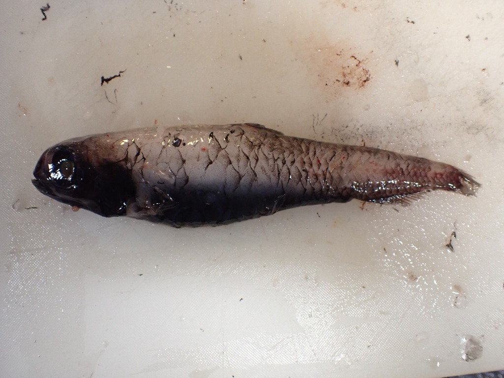 Slender Blacksmelt