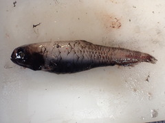 Slender Blacksmelt photo 1