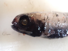 Slender Blacksmelt photo 2