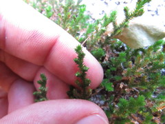 Selaginella eremophila