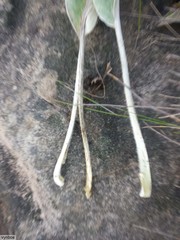 Hermas gigantea