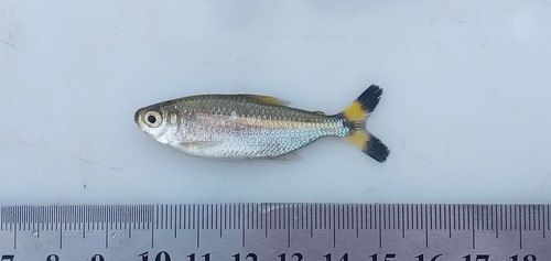 Bandtail tetra (Moenkhausia dichroura) — Characidae