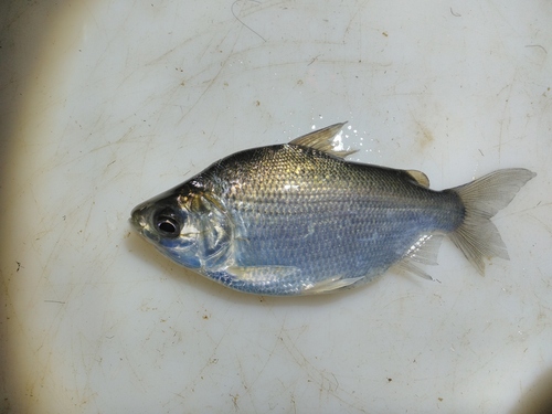 Curimatid (Psectrogaster curviventris) — Curimatidae — 3