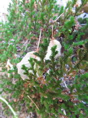 Selaginella eremophila