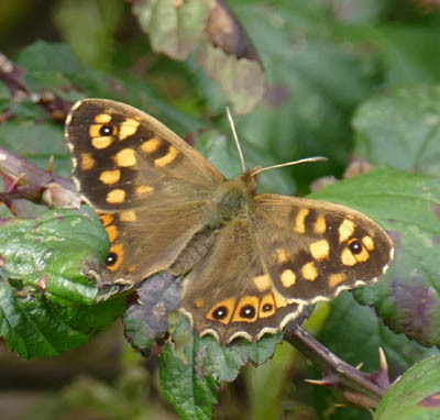 Pararge aegeria