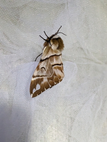 Endromis versicolora