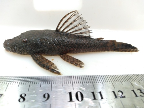 Pirareta bristlenose (Ancistrus pirareta) — Loricariidae