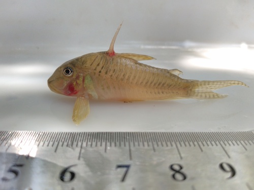 Goldbridle cory (Corydoras aurofrenatus) — Callichthyidae