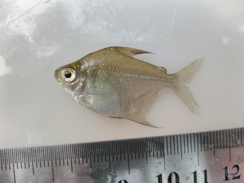 Paraguay silver dollar (Poptella paraguayensis) — Characidae — 5