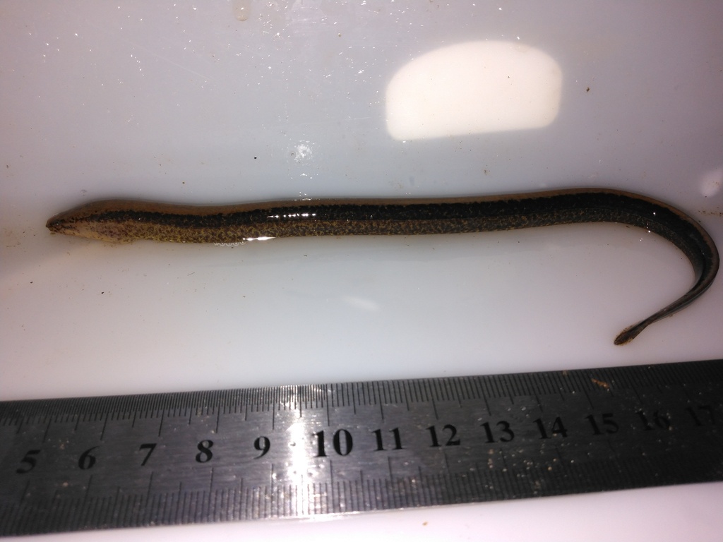 Swamp Eel