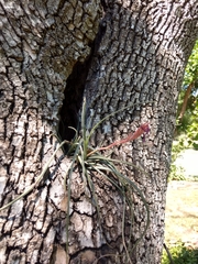 Tillandsia baileyi