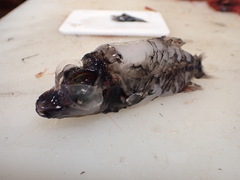 Barreleye photo 5