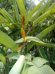 Heliconia librata