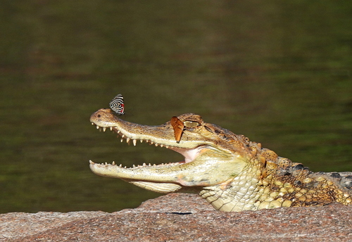 Common caiman, Caiman crocodilus