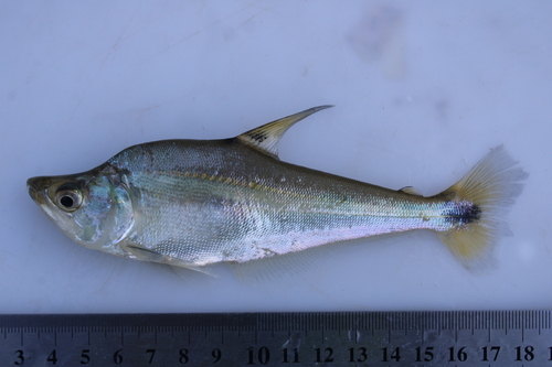 Silver sabretooth tetra (Cynopotamus argenteus) — Characidae — 3