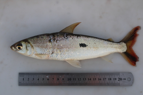 Straightmouth hemiodus (Hemiodus orthonops) — Hemiodontidae — 5