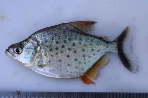 Randpiranha (Serrasalmus marginatus) — Serrasalmidae — 4