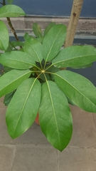 Araliaceae
