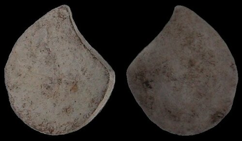 Vynuoginė sraigė nuotrauka