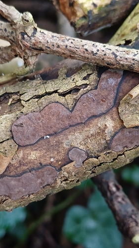 Representative image of Hypoxylon petriniae